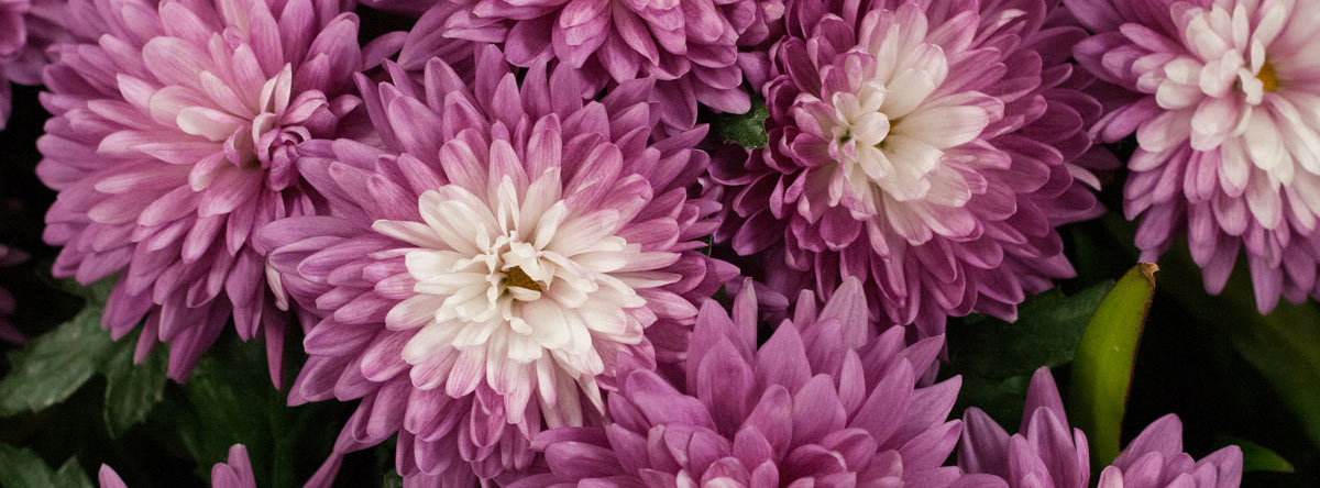 background photo for Massage Oasis